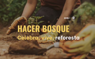 Hacer bosque: plantar, cuidar y hacer comunidad en la Ribeira Sacra